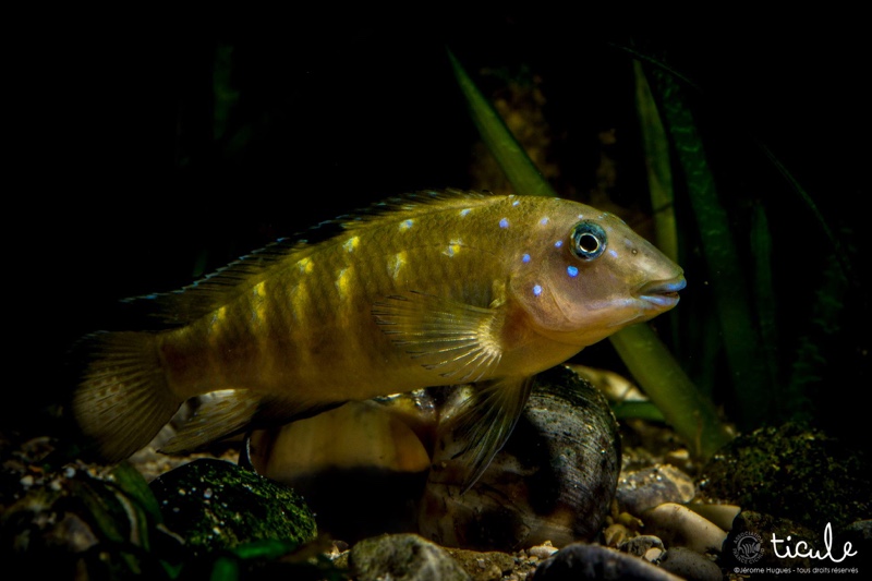 Spathodus cf. erythrodon 'Kekese'